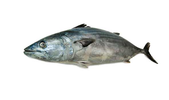 bonito